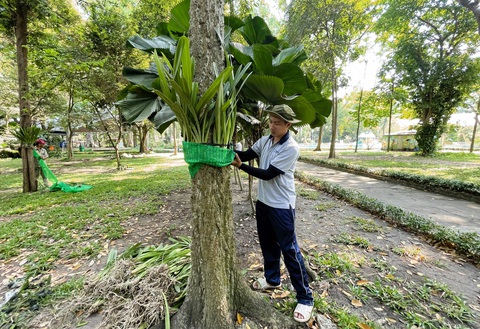 Thảo cầm viên Sài Gòn tiếp nhận 2,5 tấn lan rừng để bảo tồn - Ảnh 2. Thảo cầm viên Sài Gòn tiếp nhận 2,5 tấn lan rừng để bảo tồn - Ảnh 2.