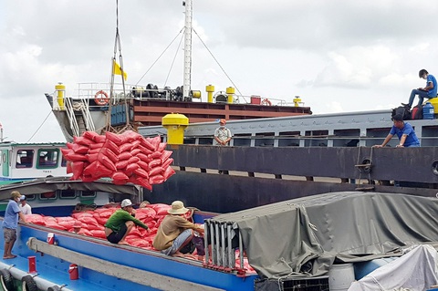 Giá gạo Việt Nam có thời điểm cao nhất thế giới, nông dân lời hơn 100% - Ảnh 1. Giá gạo Việt Nam có thời điểm cao nhất thế giới, nông dân lời hơn 100% - Ảnh 1.