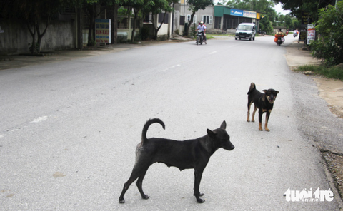 Hai em nhỏ ở Nghệ An tử vong nghi bị chó cắn - Ảnh 1. Hai em nhỏ ở Nghệ An tử vong nghi bị chó cắn - Ảnh 1.