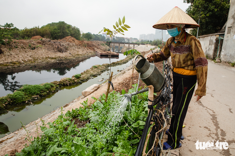 Phải dùng cả nước đen đặc, nồng mùi hôi thối từ kênh thủy lợi Bắc Hưng Hải tưới cho lúa - Ảnh 3. Phải dùng cả nước đen đặc, nồng mùi hôi thối từ kênh thủy lợi Bắc Hưng Hải tưới cho lúa - Ảnh 3.