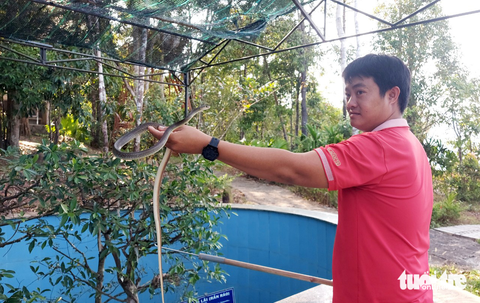 Rắn hổ mang chúa dài 4m, nặng 17kg hút khách ở Phú Quốc - Ảnh 5. Rắn hổ mang chúa dài 4m, nặng 17kg hút khách ở Phú Quốc - Ảnh 5.