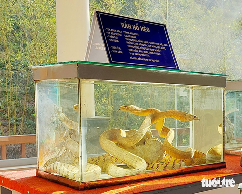 Rắn hổ mang chúa dài 4m, nặng 17kg hút khách ở Phú Quốc - Ảnh 7. Rắn hổ mang chúa dài 4m, nặng 17kg hút khách ở Phú Quốc - Ảnh 7.