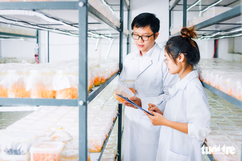 Hai người trẻ và 'ván cược' bình dân đông trùng hạ thảo - Ảnh 1. Tiến sĩ Nguyễn Thành Trung và phụ tá kiểm tra các giá thể đông trùng hạ thảo trong phòng nuôi sáng - Ảnh: N.T.K