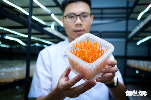 Hai người trẻ và 'ván cược' bình dân đông trùng hạ thảo - Ảnh 2. Phó giám đốc Vinseed Nguyễn Thiện Khiêm giới thiệu một giá thể đông trùng hạ thảo đã phát triển tới giai đoạn thu hoạch - Ảnh: TẤN LỰC