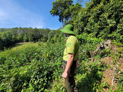 Ngang nhiên rao bán lô đất giữa khu rừng tự nhiên - Ảnh 2. Để vào được lô đất được rao bán nói trên phải băng qua khu rừng - Ảnh: TRẦN HƯỚNG