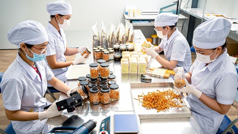 Đóng gói sản phẩm đông trùng hạ thảo sau quá trình sấy thăng hoa - Ảnh: N.T.K. Đóng gói sản phẩm đông trùng hạ thảo sau quá trình sấy thăng hoa - Ảnh: N.T.K.