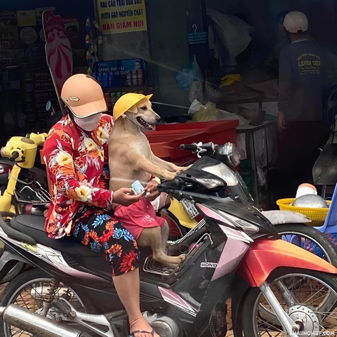 Ảnh vui 27-3: Chú chó sung sướng khi được đi chơi - Ảnh 1. Ảnh vui 27-3: Chú chó sung sướng khi được đi chơi - Ảnh 1.