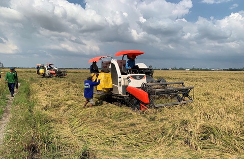 Nông dân An Giang được mùa - được giá nhưng vẫn khó đạt lợi nhuận 100% - Ảnh: BỬU ĐẤU Nông dân An Giang được mùa - được giá nhưng vẫn khó đạt lợi nhuận 100% - Ảnh: BỬU ĐẤU