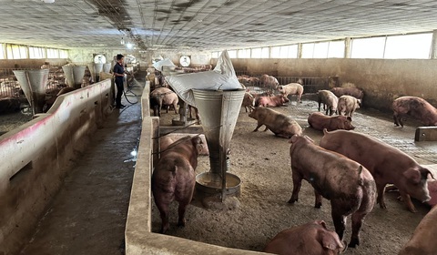 Khó khăn bủa vây, chủ tịch Hiệp hội Chăn nuôi Đồng Nai gửi tâm thư đến Ngân hàng Nhà nước - Ảnh 1. Khó khăn bủa vây, chủ tịch Hiệp hội Chăn nuôi Đồng Nai gửi tâm thư đến Ngân hàng Nhà nước - Ảnh 1.