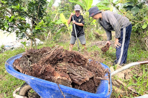 Đào tiền dưới... gốc dừa mục - Ảnh 2. Đào tiền dưới... gốc dừa mục - Ảnh 2.