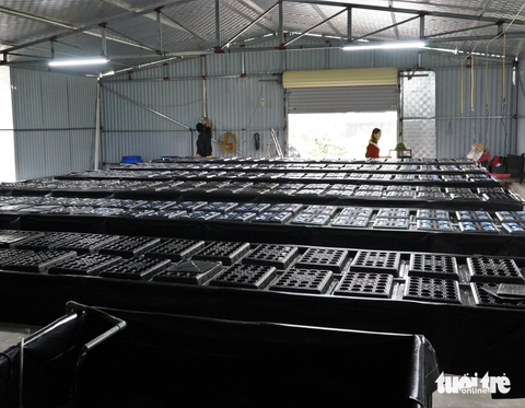 Mô hình nuôi cua trong hộp nhựa độc lạ xuất hiện tại Hà Tĩnh - Ảnh 4. Mô hình nuôi cua trong hộp nhựa độc lạ xuất hiện tại Hà Tĩnh - Ảnh 4.