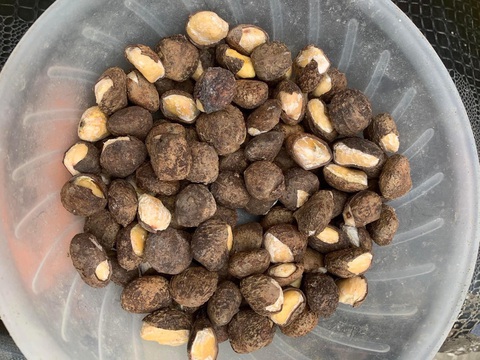 Ăn hạt lạ giống hạt dẻ, nhiều người phải cấp cứu - Ảnh 1. Ăn hạt lạ giống hạt dẻ, nhiều người phải cấp cứu - Ảnh 1.