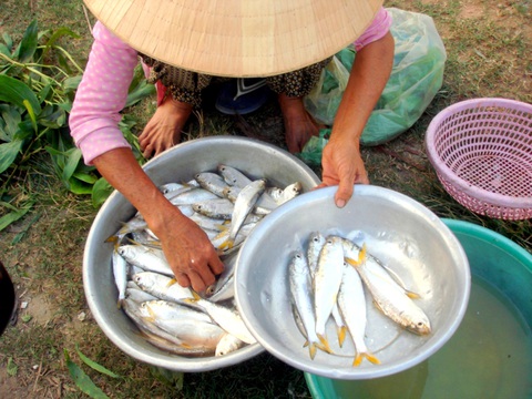 Cá mòi hương vị khỏi chê, chiên giòn nhắm rượu là mê ly liền - Ảnh 7. Cá mòi hương vị khỏi chê, chiên giòn nhắm rượu là mê ly liền - Ảnh 7.