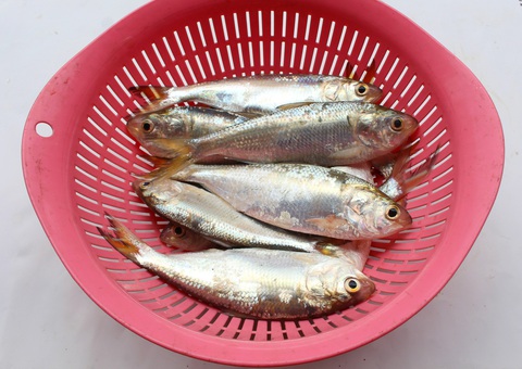 Cá mòi hương vị khỏi chê, chiên giòn nhắm rượu là mê ly liền - Ảnh 2. Cá mòi hương vị khỏi chê, chiên giòn nhắm rượu là mê ly liền - Ảnh 2.