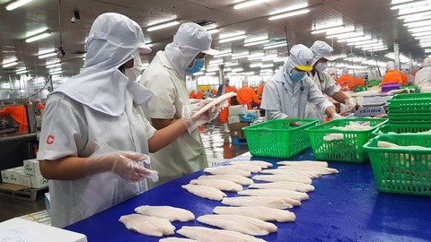 Tìm động lực tăng trưởng mới cho thủy sản - Ảnh 1. Cá tra là một trong những mặt hàng thủy sản có doanh số xuất khẩu giảm mạnh trong ba tháng đầu năm nay - Ảnh: BỬU ĐẤU