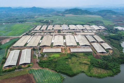 Một trang trại trong cụm trang trại bò sữa TH tại Nghệ An - Ảnh: TH Một trang trại trong cụm trang trại bò sữa TH tại Nghệ An - Ảnh: TH
