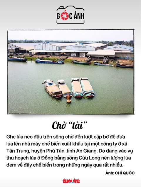 Ghe lúa xếp hàng chờ chuyển lúa lên nhà máy ở miền Tây Ghe lúa xếp hàng chờ chuyển lúa lên nhà máy ở miền Tây