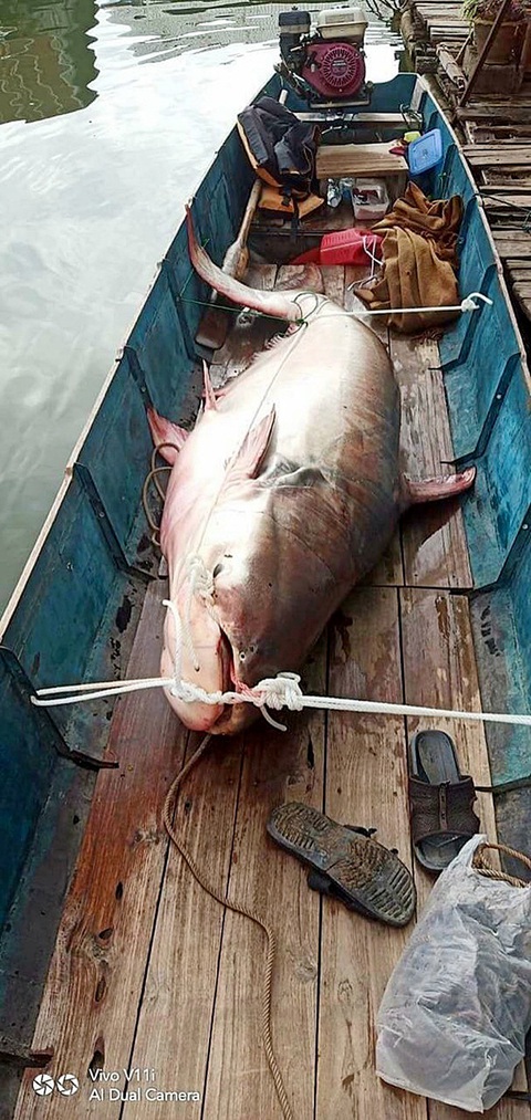 Những chuyện ngồ ngộ ở miền Tây - Kỳ cuối: Nuôi 'thủy quái' sông Mekong - Ảnh 3. Cá tra dầu khổng lồ bắt trên sông Mekong, hình ảnh này ngày càng hiếm hoi - Ảnh: NVCC