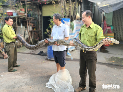 Kiểm lâm TP.HCM cứu hộ trăn đất cái dài 4,2 mét - Ảnh 1. Kiểm lâm TP.HCM cứu hộ trăn đất cái dài 4,2 mét - Ảnh 1.
