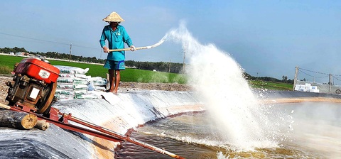 Nuôi tôm ở rốn nước ngọt Đồng Tháp Mười - Ảnh 1. Nuôi tôm ở rốn nước ngọt Đồng Tháp Mười - Ảnh 1.