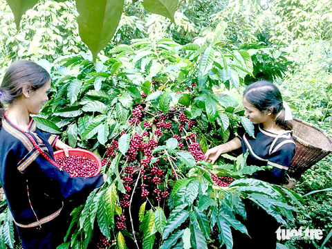 Nông dân đưa cà phê ra "biển lớn" - Ảnh 5. Gia đình H'Djuếh Byă là thành viên Hợp tác xã nông nghiệp dịch vụ công bằng Ea Tu