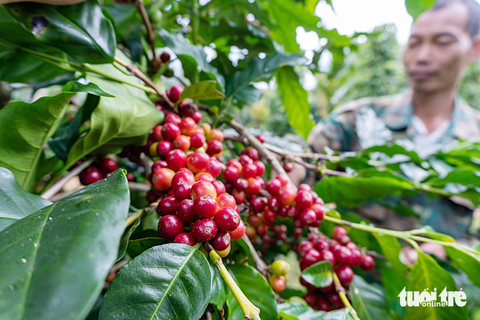 Nông dân đưa cà phê ra "biển lớn" - Ảnh 7. Những hạt cà phê Bourbon chín mọng ở đồi 900 (thôn Ea Bi, xã Dliê Ya, huyện Krông Năng) được nông dân Trần Văn Thảo ngày đêm chăm sóc