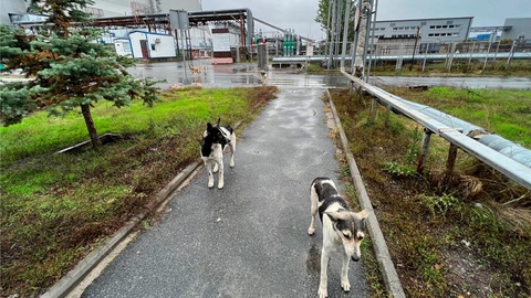Bí ẩn bầy chó hoang vẫn sống, sinh con đẻ cái ở Chernobyl - Ảnh 1. Bí ẩn bầy chó hoang vẫn sống, sinh con đẻ cái ở Chernobyl - Ảnh 1.
