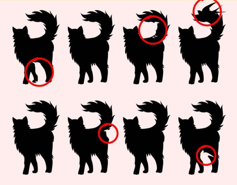 Có tất cả mấy con chim trong hình? - Ảnh 3.