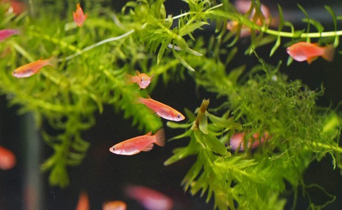 Nhật Bản bắt 5 người nuôi cá killi biến đổi gene bị đánh cắp - Ảnh 1. Nhật Bản bắt 5 người nuôi cá killi biến đổi gene bị đánh cắp - Ảnh 1.