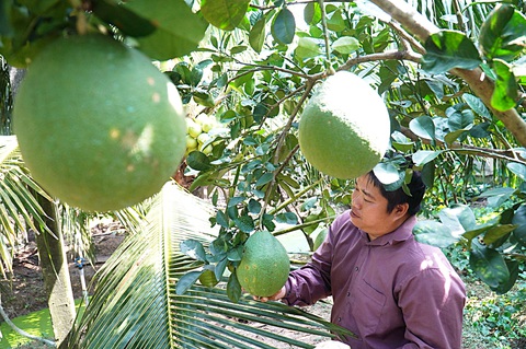 Đến lượt bưởi da xanh bị chặt bỏ - Ảnh 1. Do giá bưởi da xanh ở mức thấp một thời gian dài, nhiều nhà vườn Bến Tre cho biết sẽ chặt bưởi để trồng dừa - Ảnh: M.TRƯỜNG