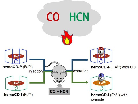 Phát hiện hợp chất có thể cứu sống các bệnh nhân bị ngộ độc khí - Ảnh 1. Phát hiện hợp chất có thể cứu sống các bệnh nhân bị ngộ độc khí - Ảnh 1.