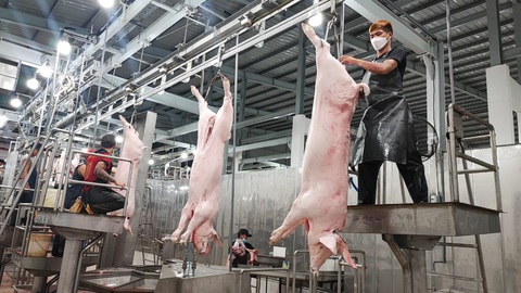 TP.HCM: Chính thức đóng cửa lò mổ thủ công, chuyển sang cơ sở giết mổ heo công nghiệp - Ảnh 1. TP.HCM: Chính thức đóng cửa lò mổ thủ công, chuyển sang cơ sở giết mổ heo công nghiệp - Ảnh 1.