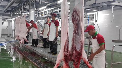 TP.HCM: Chính thức đóng cửa lò mổ thủ công, chuyển sang cơ sở giết mổ heo công nghiệp - Ảnh 6. TP.HCM: Chính thức đóng cửa lò mổ thủ công, chuyển sang cơ sở giết mổ heo công nghiệp - Ảnh 6.