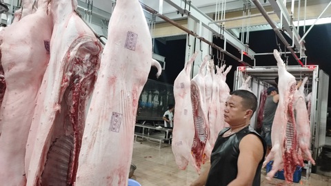 TP.HCM: Chính thức đóng cửa lò mổ thủ công, chuyển sang cơ sở giết mổ heo công nghiệp - Ảnh 2. TP.HCM: Chính thức đóng cửa lò mổ thủ công, chuyển sang cơ sở giết mổ heo công nghiệp - Ảnh 2.