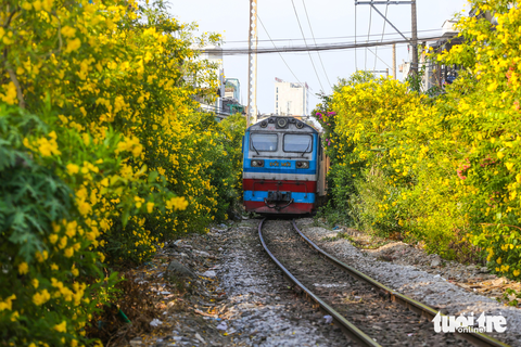 Hoa huỳnh liên nở rộ hai bên đường tàu đoạn qua quận 3 (TP.HCM) - Ảnh: QUANG ĐỊNH Hoa huỳnh liên nở rộ hai bên đường tàu đoạn qua quận 3 (TP.HCM) - Ảnh: QUANG ĐỊNH