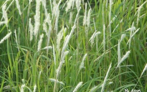 Cây cỏ dễ tìm chăm sóc sức khỏe ngay khi sốt xuất huyết mới khởi phát - Ảnh 1. Rễ cỏ tranh, một trong số cây cỏ dễ tìm có tác dụng tốt chăm sóc bệnh nhân sốt xuất huyết
