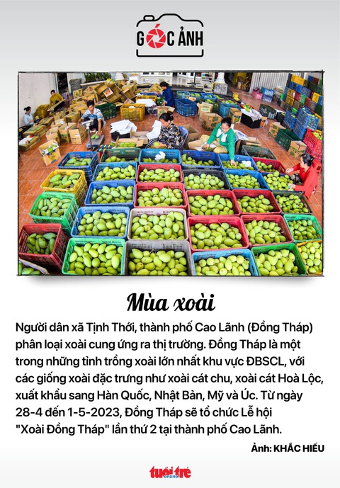 Tin tức sáng 11-4: Kiểm tra việc sát hạch giấy phép lái xe; Ca mắc COVID-19 lại gia tăng - Ảnh 7. Mùa xoài ở xã Tịnh Thới, thành phố Cao Lãnh, tỉnh Đồng Tháp