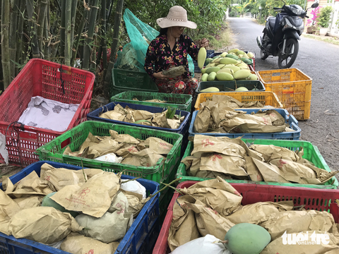 Lễ hội xoài 2023: Đồng Tháp có bị bội thực lễ hội? - Ảnh 2. Lễ hội xoài 2023: Đồng Tháp có bị bội thực lễ hội? - Ảnh 2.