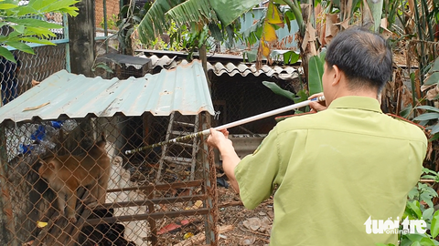 Kiểm lâm đã đến nhà bà Hoa gây mê khỉ, sau đó đưa con khỉ trên về cứu hộ, chăm sóc sức khỏe trước khi thả về tự nhiên - Ảnh: MINH HÒA