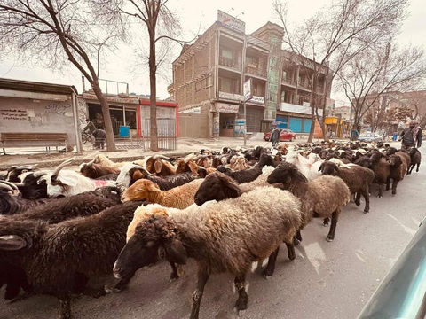 Đàn dê đông đúc ngay trên phố Kabul - Ảnh: TRUNG NGHĨA Đàn cừu đông đúc ngay trên phố Kabul - Ảnh: TRUNG NGHĨA