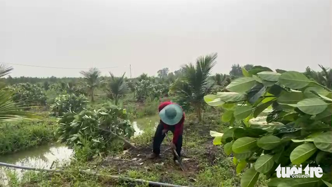 Mưa lớn làm tốc mái 67 căn nhà tại Tiền Giang - Ảnh 5. Người dân ở huyện Cai Lậy trồng lại hàng trăm cây mít bị ngã