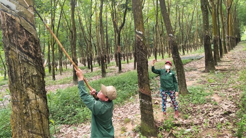 Khai thác mủ cao su tự nhiên tại Đông Nam Bộ - Ảnh: N. TRÍ Khai thác mủ cao su tự nhiên tại Đông Nam Bộ - Ảnh: N.TRÍ
