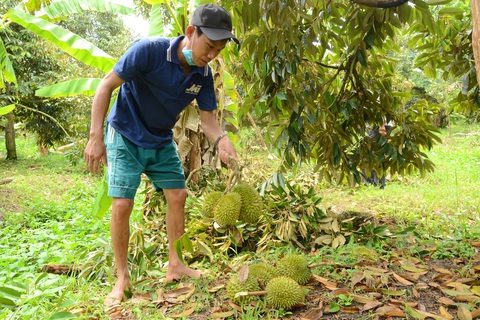 Người dân bán tháo sầu riêng giá 3.000 đồng/kg vì dông lốc - Ảnh 1. Người dân bán tháo sầu riêng giá 3.000 đồng/kg vì dông lốc - Ảnh 1.
