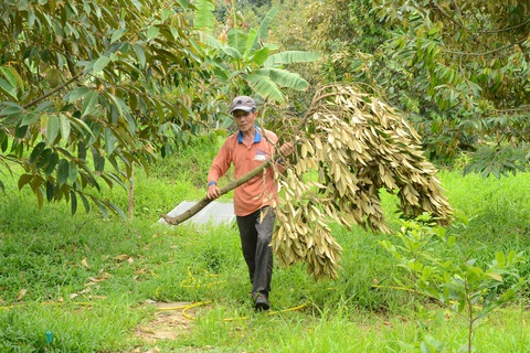 Người dân bán tháo sầu riêng giá 3.000 đồng/kg vì dông lốc - Ảnh 4. Người dân bán tháo sầu riêng giá 3.000 đồng/kg vì dông lốc - Ảnh 4.