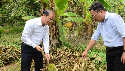 Người dân bán tháo sầu riêng giá 3.000 đồng/kg vì dông lốc - Ảnh 5. Người dân bán tháo sầu riêng giá 3.000 đồng/kg vì dông lốc - Ảnh 5.