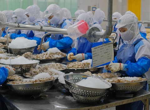 Công nhân chế biến tôm xuất khẩu tại một doanh nghiệp trong Khu Công nghiệp dịch vụ thủy sản Đà Nẵng Ảnh TẤN LỰC Công nhân chế biến tôm xuất khẩu tại một doanh nghiệp trong Khu công nghiệp dịch vụ thủy sản Đà Nẵng - Ảnh: TẤN LỰC