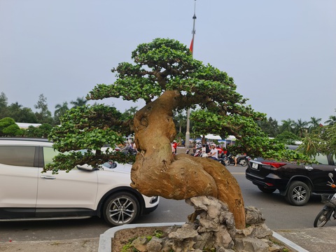 Mãn nhãn với siêu cây bonsai hội tụ ở Quảng Ngãi - Ảnh 6. Kỳ công tạo tác của nghệ nhân tạo nên những tác phẩm cực đẹp - Ảnh: TRẦN MAI