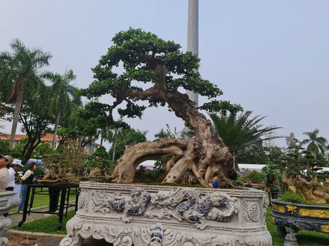 Mãn nhãn với siêu cây bonsai hội tụ ở Quảng Ngãi - Ảnh 4. Đánh giá của những nghệ nhân, triển lãm sinh vật cảnh tại Quảng Ngãi quy tụ những cây bonsai cực đẹp, thuộc nhóm hiếm có - Ảnh: TRẦN MAI