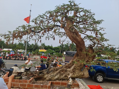 Mãn nhãn với siêu cây bonsai hội tụ ở Quảng Ngãi - Ảnh 7. Một cây me cổ khác cũng được đánh giá rất cao - Ảnh: TRẦN MAI