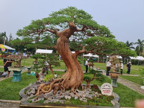 Mãn nhãn với siêu cây bonsai hội tụ ở Quảng Ngãi - Ảnh 1. Cây me cổ của anh Công Thuấn được đánh giá rất cao về độ cổ - kỳ - mỹ - Ảnh: TRẦN MAI